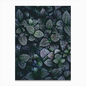 Abstract Purple & Green Plant Leaves Close Up Canvas Print