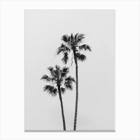 California Palm Trees Canvas Print