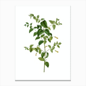 Vintage Tree Fuchsia Botanical Illustration on Pure White n.0466 Canvas Print
