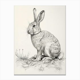 American Sable Rabbit Drawing 4 Canvas Print