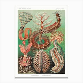 Chaetopoda–Borstenwürmer 1, Ernst Haeckel Canvas Print