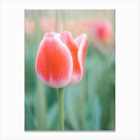 Tulip Serenity | Red tulip | Floral photography | The Netherlands Canvas Print