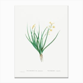 Anthericum Annuum (Bulbine Annua Willd), Pierre Joseph Redoute Canvas Print