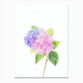 Hydrangea Watercolour Flower Canvas Print