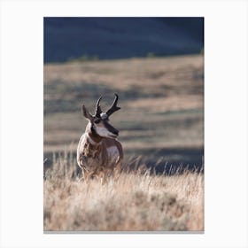 Pronghorn In Tall Grass Canvas Print