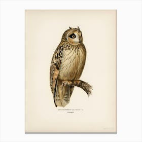 Short Eared Owl (Asio Flammeus), The Von Wright Brothers Canvas Print
