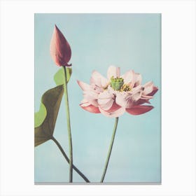 Beautiful Photomechanical Prints Of Lotus Flowers, Ogawa Kazumasa Canvas Print