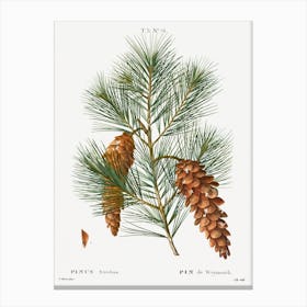 White Pine, Pierre Joseph Redoute Canvas Print