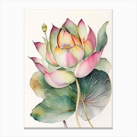 Lotus Flower Petals Watercolour Ink Pencil 1 Canvas Print