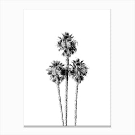 Palm Tree Trinity Summertime Black and White Minimalist Boho Art Print Canvas Print