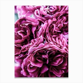 Purple Carnations Flowers Canvas Print