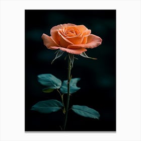 Orange Rose 1 Canvas Print