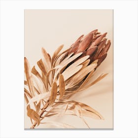 Boho Protea Flower Canvas Print