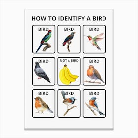 How To Identify A Bird Canvas Print