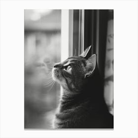 Cat Looking Out A Window Canvas Print