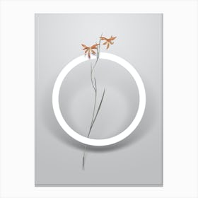 Vintage Gladiolus Watsonius Minimalist Flower Geometric Circle on Soft Gray Canvas Print
