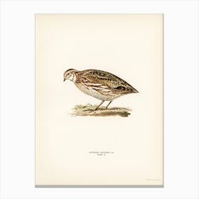 Common Quail, The Von Wright Brothers Canvas Print
