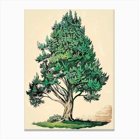 Cypress Tree Storybook Illustration 1 Canvas Print