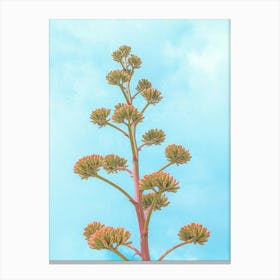 Agave Cactus "Century Plant" Flower Stalk Bloom Canvas Print