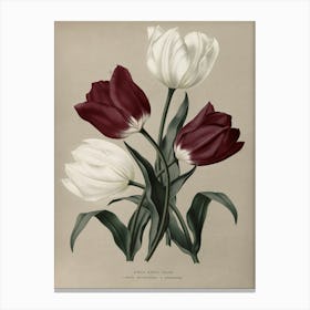 Tulips 4 Canvas Print