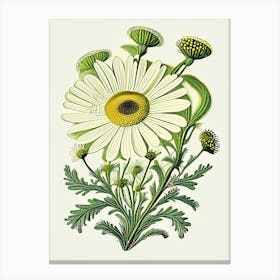 Chamomile Herb Vintage Botanical Canvas Print