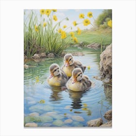 Ducklings Swimming Down The River 2 Canvas Print