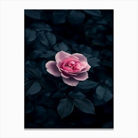 Dark Rose 47 Canvas Print