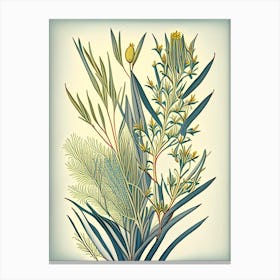 Ephedra Herb Vintage Botanical Canvas Print