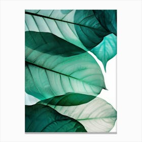 Green Leaves On A White Background Canvas Print