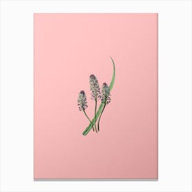 Vintage Meadow Squill Flower Botanical on Soft Pink n.0622 Canvas Print