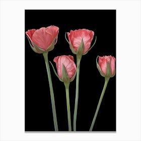 Pink Poppy Canvas Print