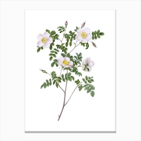 Vintage White Candolle's Rose Botanical Illustration on Pure White n.0808 Canvas Print