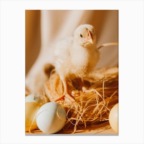 Easter Chick 5 Canvas Print