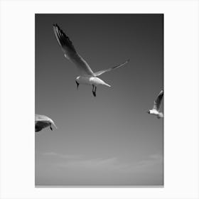 Seagulls In The Air Canvas Print