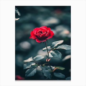 Red Rose 57 Canvas Print