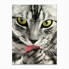 A cute cat Canvas Print