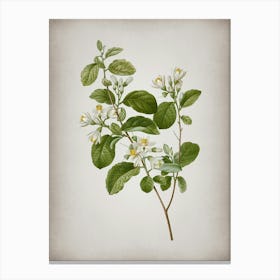 Vintage Snowdrop Bush Botanical on Parchment n.0547 Canvas Print