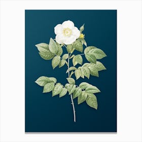 Vintage Leschenault's Rose Botanical Art on Teal Blue n.0349 Canvas Print