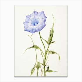 Pressed Flower Botanical Art Morning Glory 2 Canvas Print