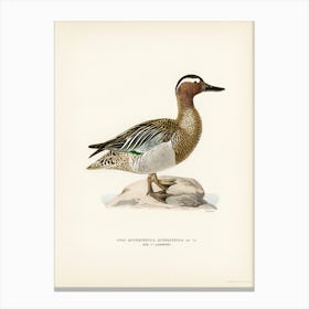 Garganey Male (Anas Querquedula), The Von Wright Brothers Canvas Print