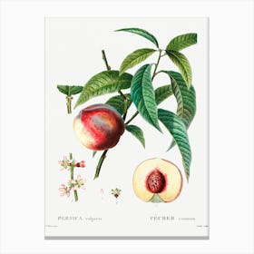 Peach, Pierre Joseph Redoute 1 Canvas Print