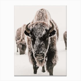 Snowy Winter Bison Canvas Print