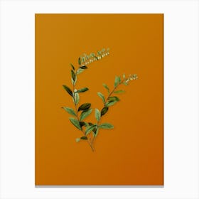 Vintage Andromeda Marginata Bloom Botanical on Sunset Orange n.0296 Canvas Print