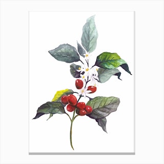Botanical Illustration   Coffea Arabica Canvas Print