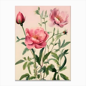 Pink Roses 4 Canvas Print