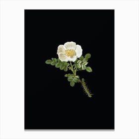 Vintage Burnet Rose Botanical Illustration on Solid Black n.0743 Canvas Print