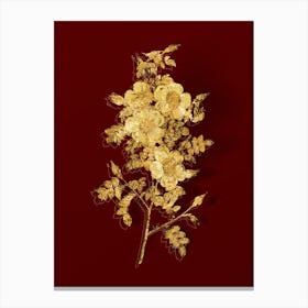 Vintage Thornless Burnet Rose Botanical in Gold on Red Canvas Print