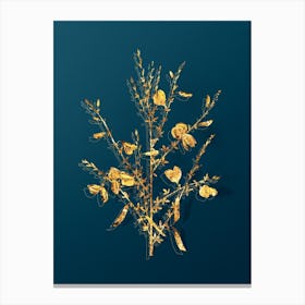Vintage Yellow Broom Flowers Botanical in Gold on Teal Blue n.0144 Canvas Print