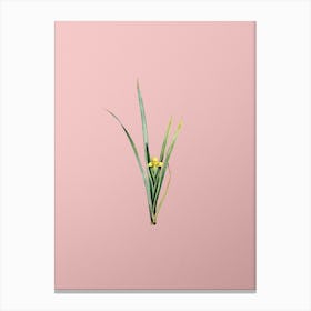 Vintage Yellow Iris Botanical on Soft Pink n.0536 Canvas Print