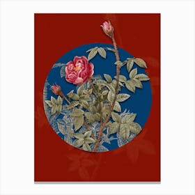 Vintage Botanical Moss Rose on Circle Blue on Red n.0254 Canvas Print